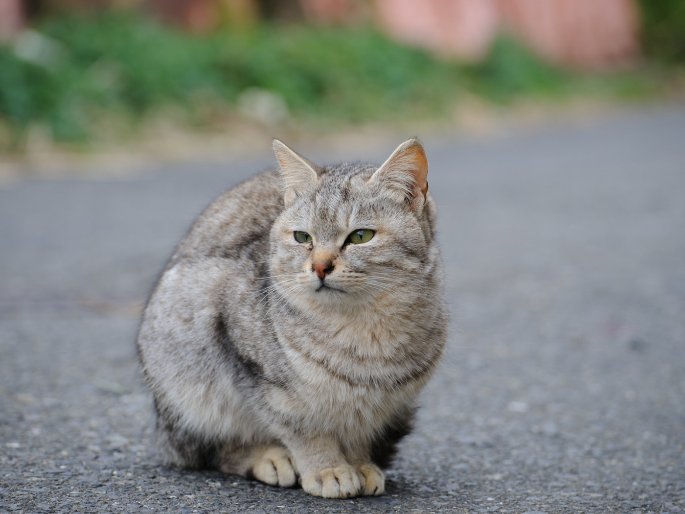 Грустный уличный кот