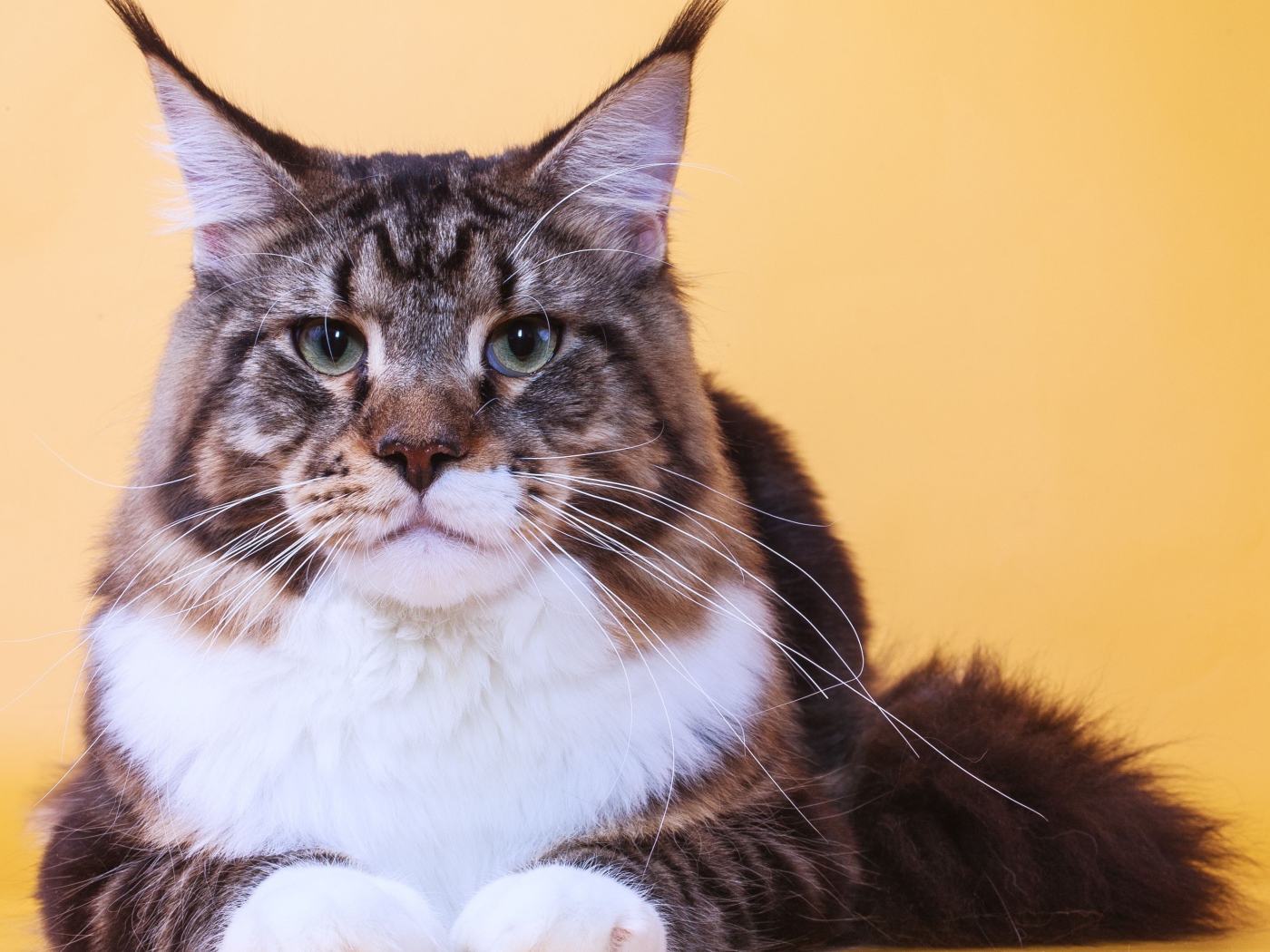 Серьёзный кот мейн-кун на оранжевом фоне