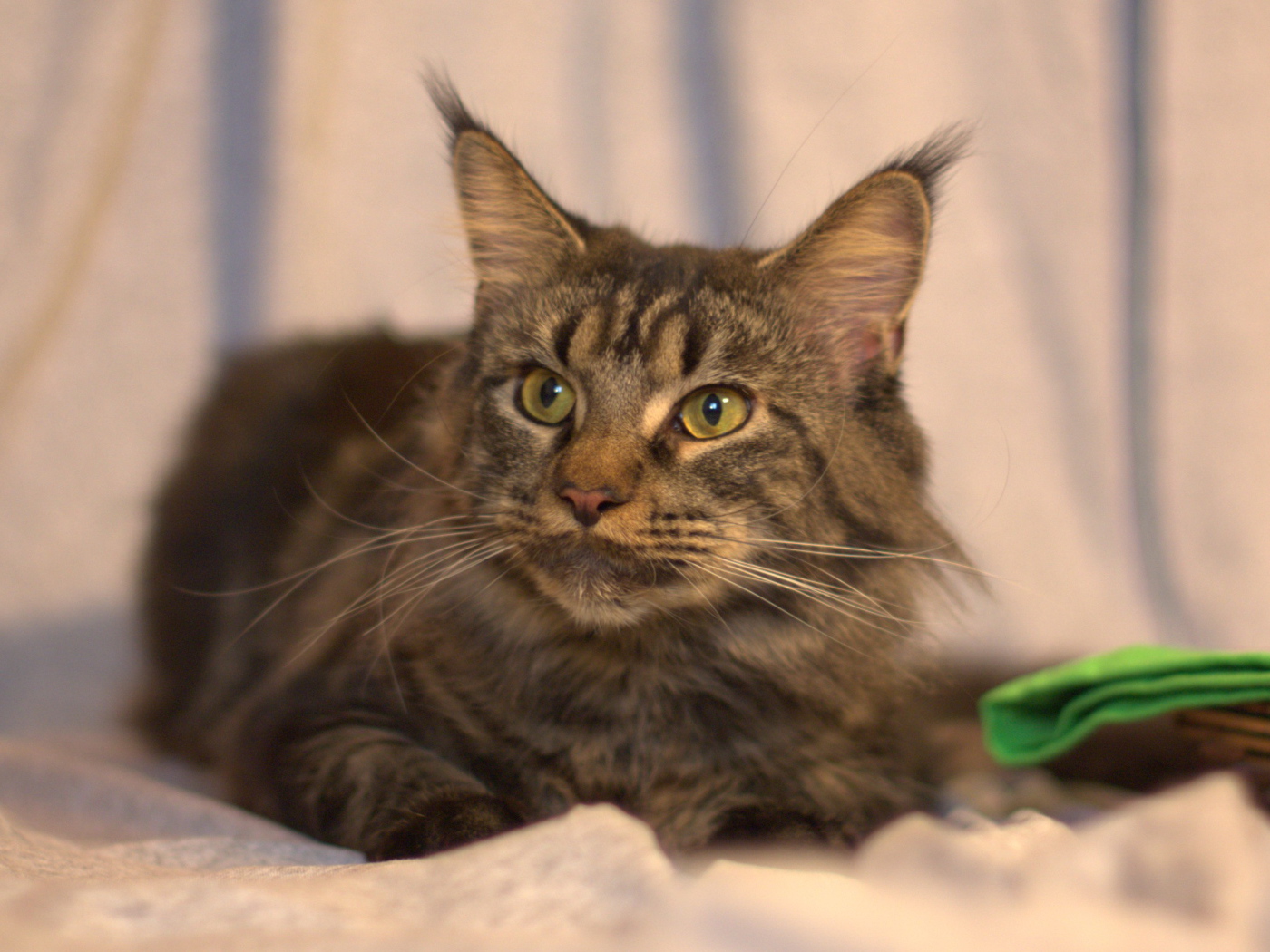 Серьёзный кот мейн-кун