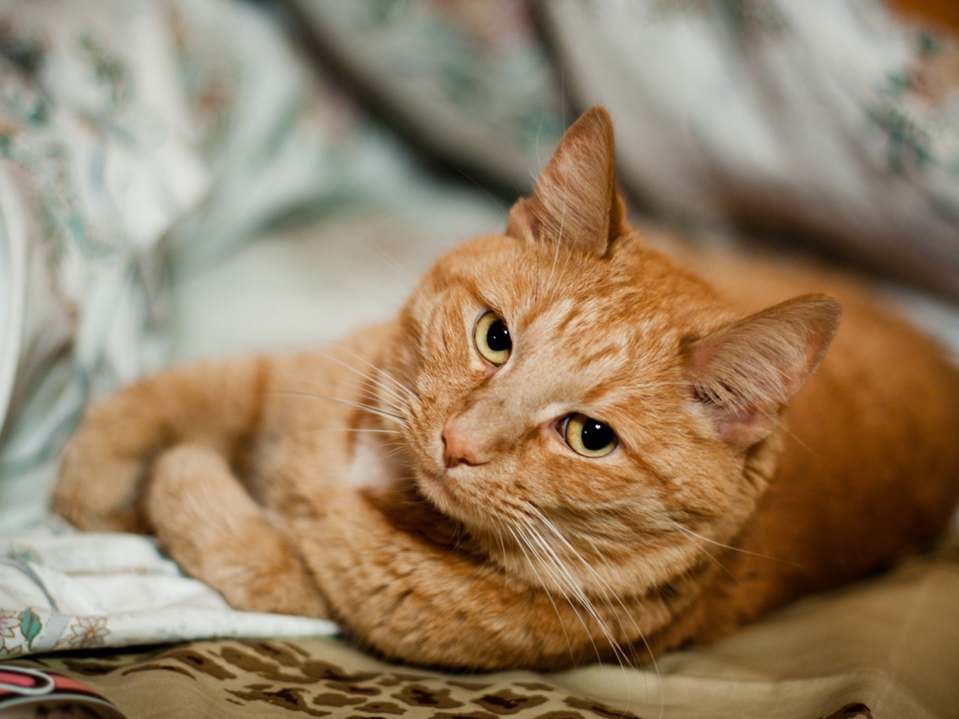 Короткошёрстный рыжий кот скучает