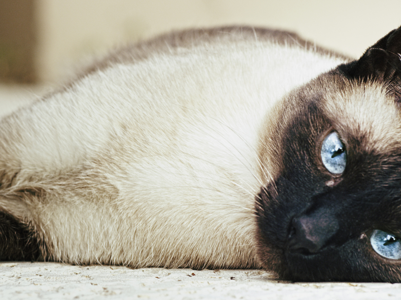 Сиамский кот разлёгся на полу