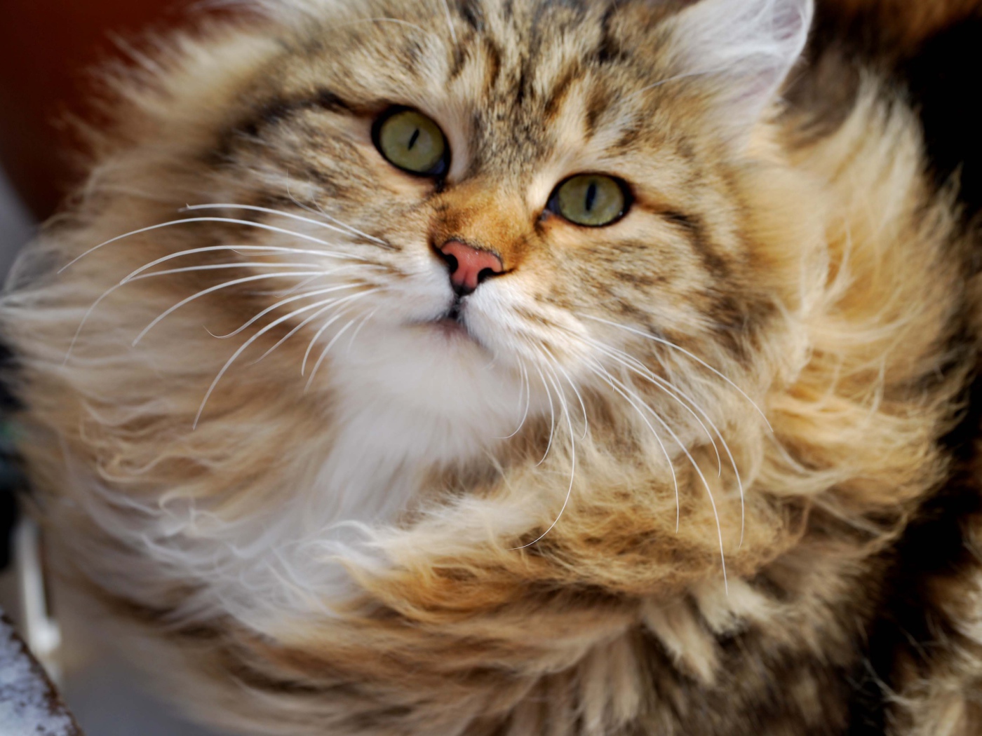 Сибирский кот в ветренную погоду