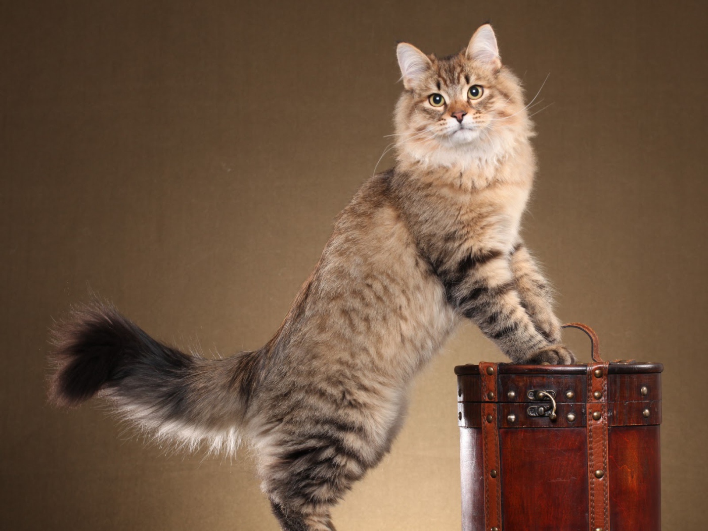 Сибирский кот позирует на коричневом фоне