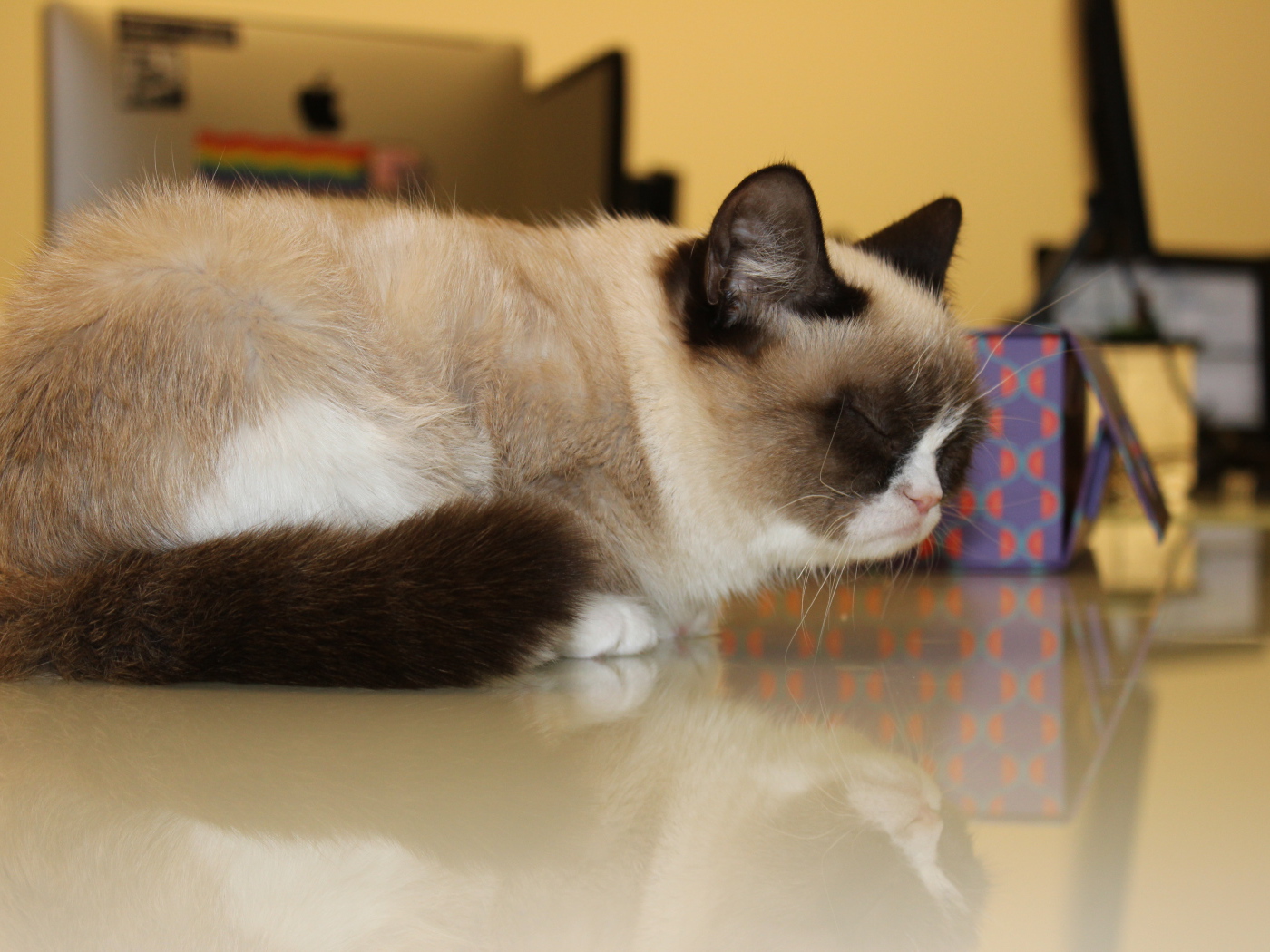 Спящий недовольный котик