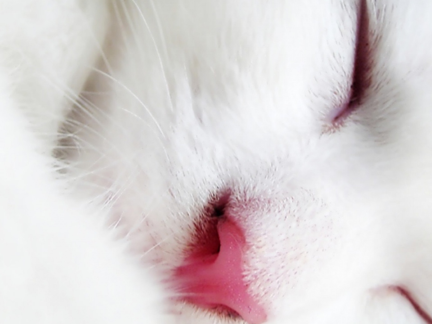 Спящий белый кот крупным планом