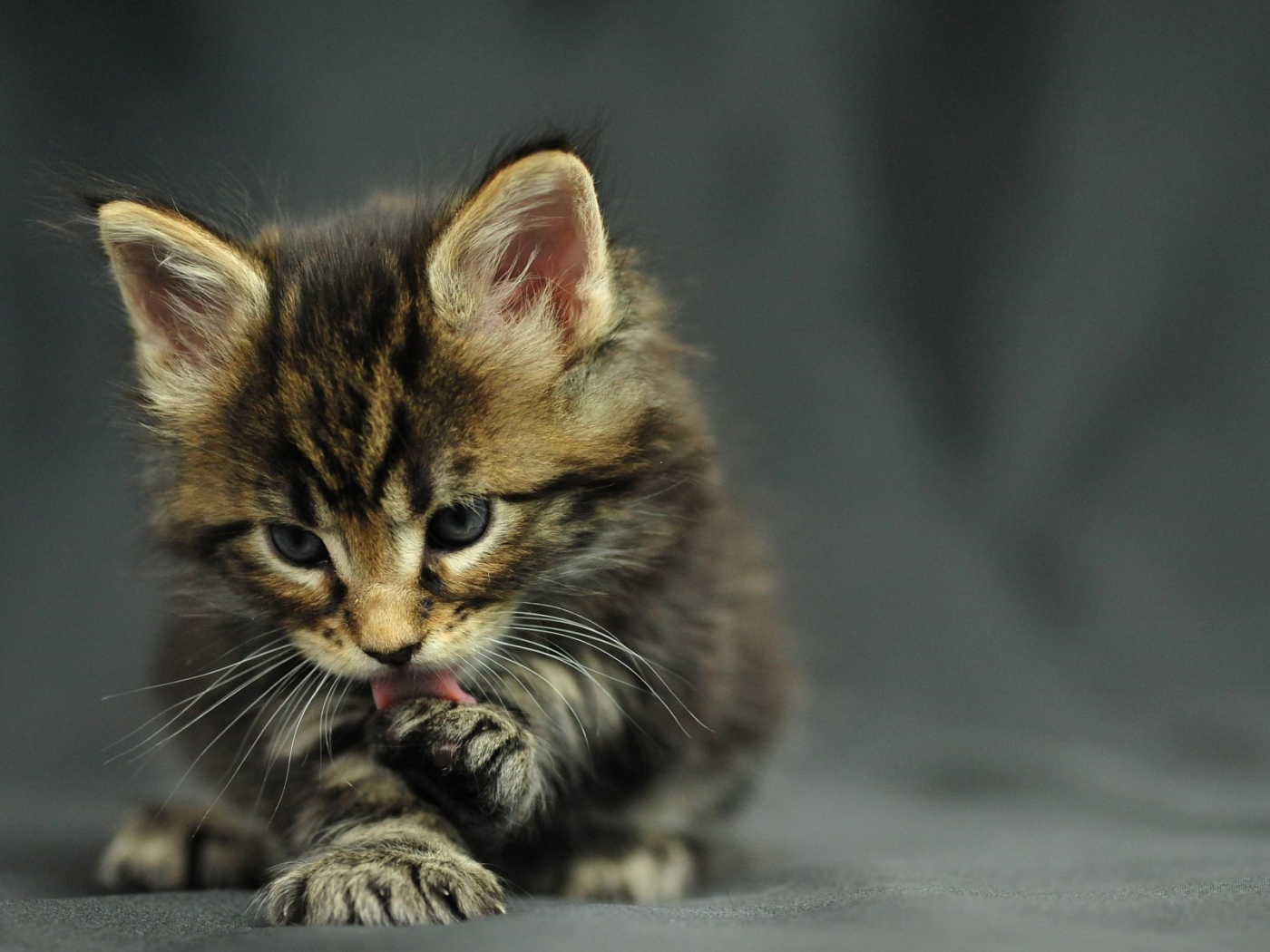 Маленький красивый кот мейн-кун лижет лапу