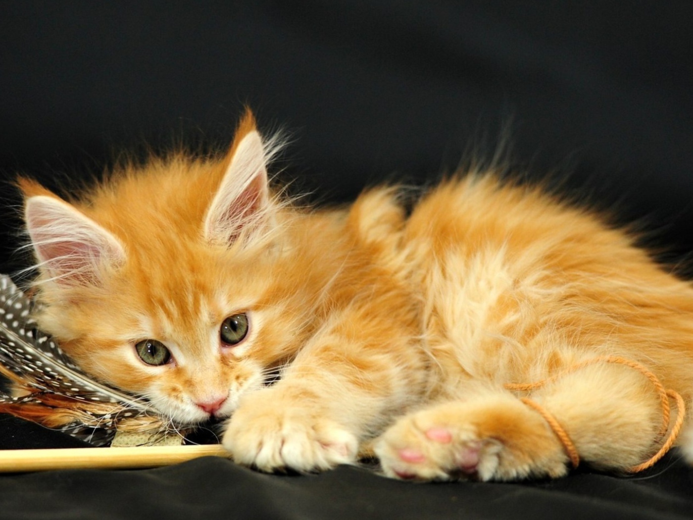 Маленький красивый рыжий кот и перо