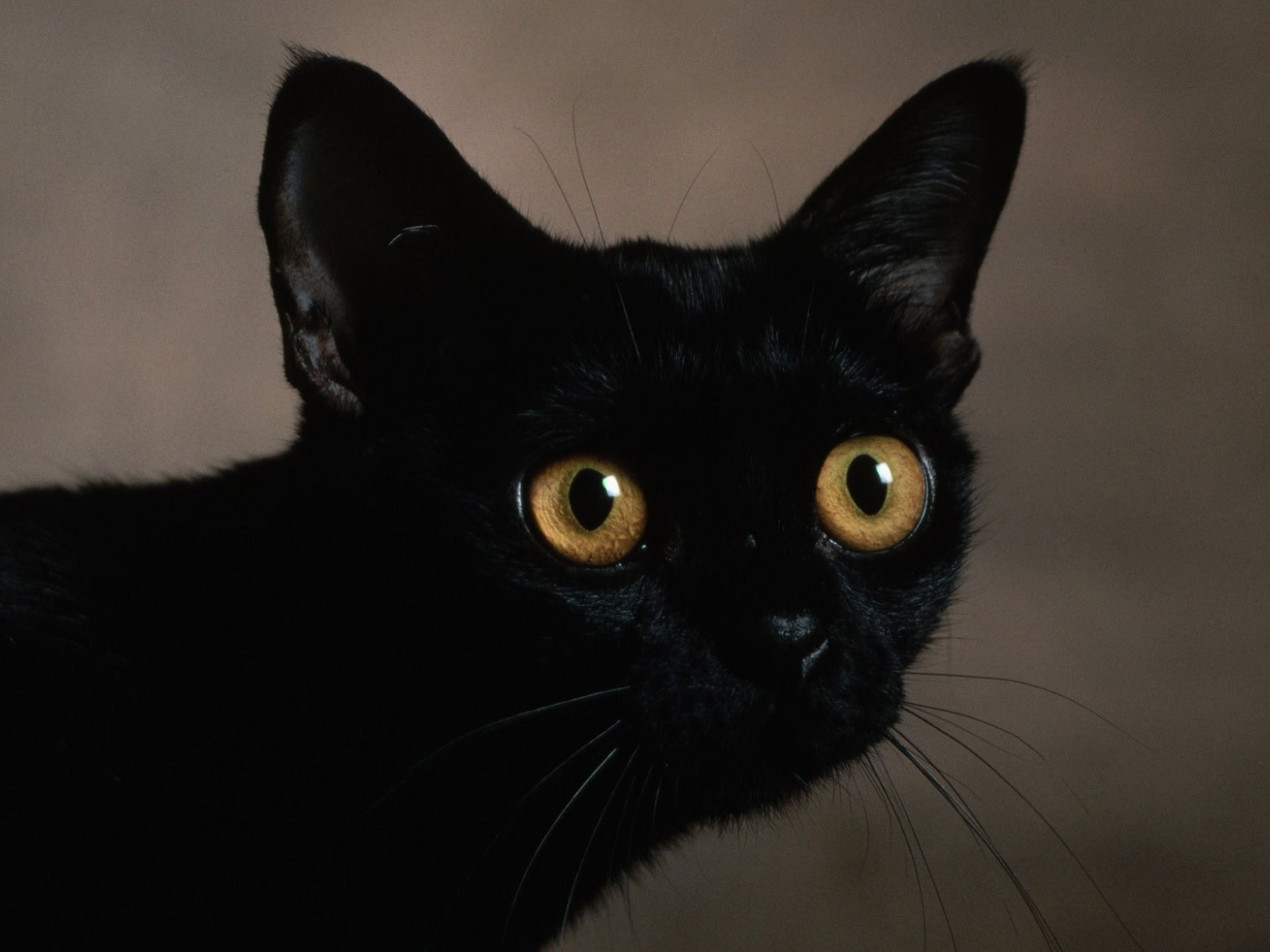 Маленький усатый чёрный кот