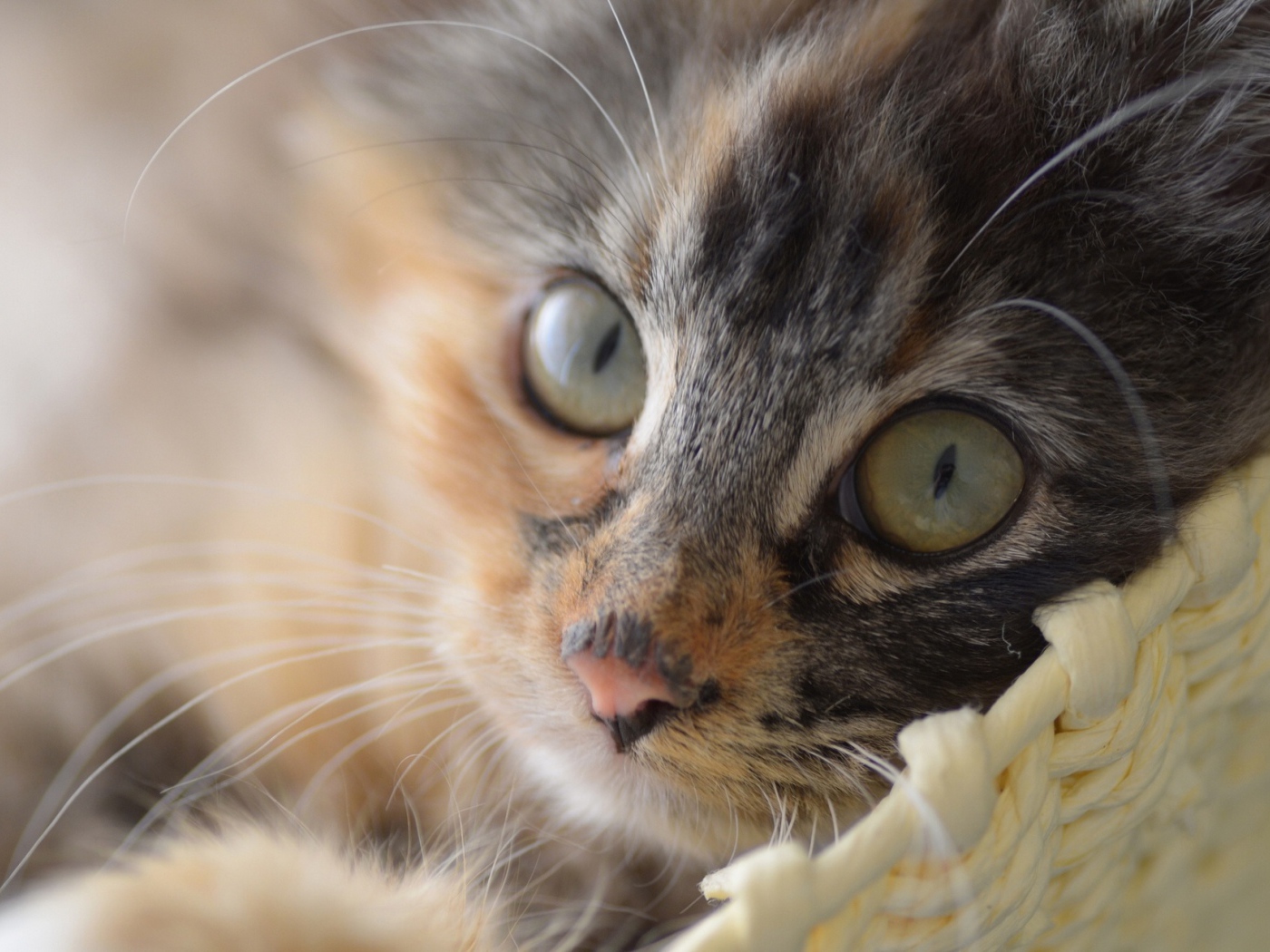 Маленький разноцветный грустный кот