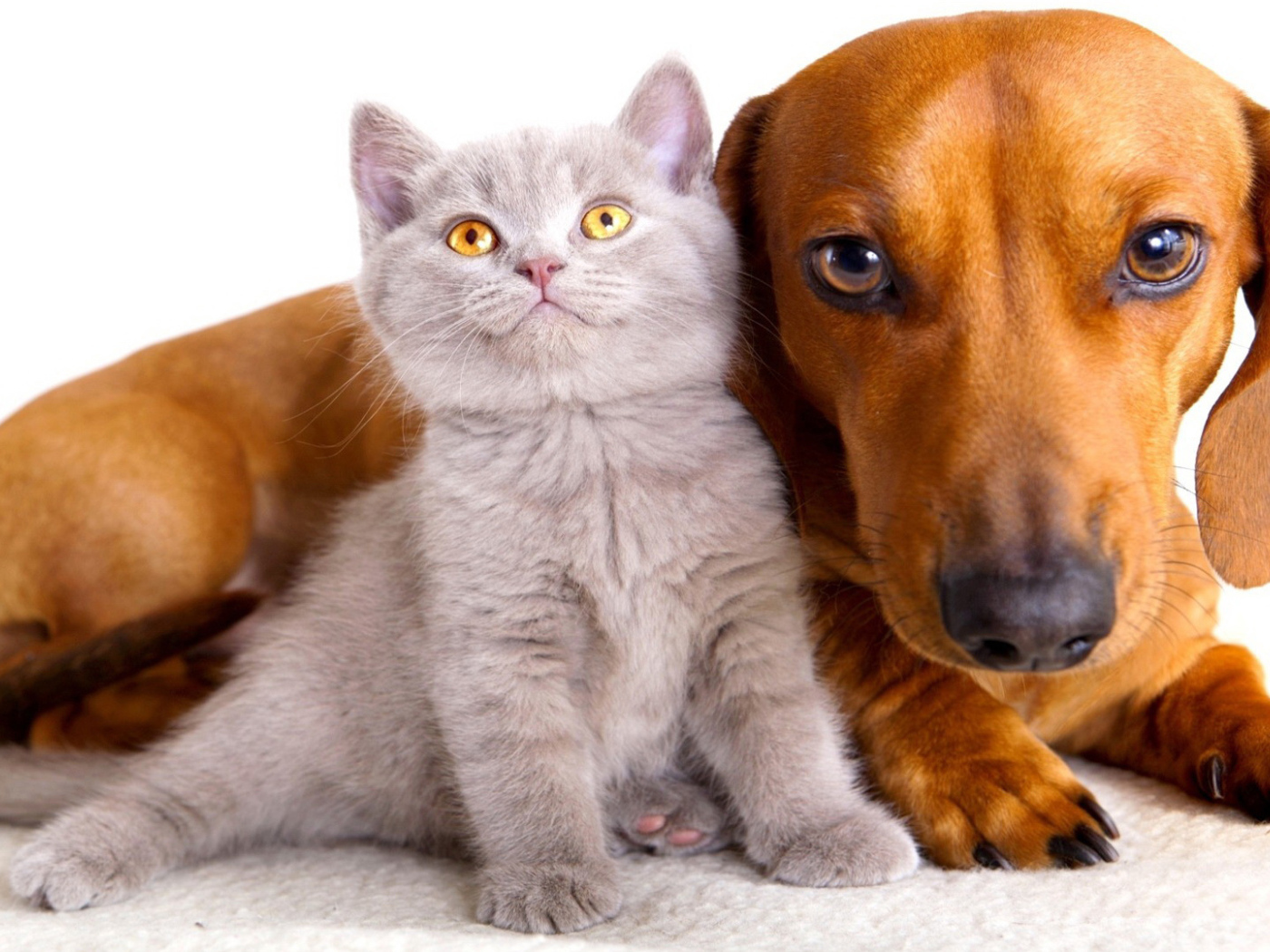 Серый маленький кот и пёс