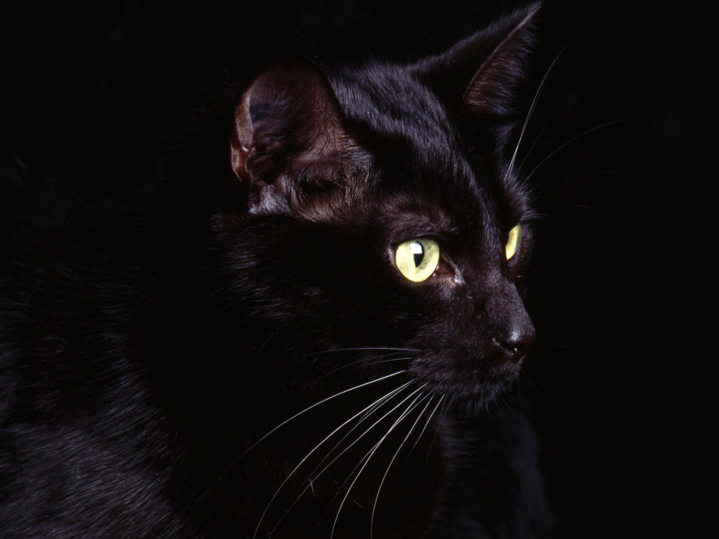 Маленький усатый чёрный кот на чёрном фоне