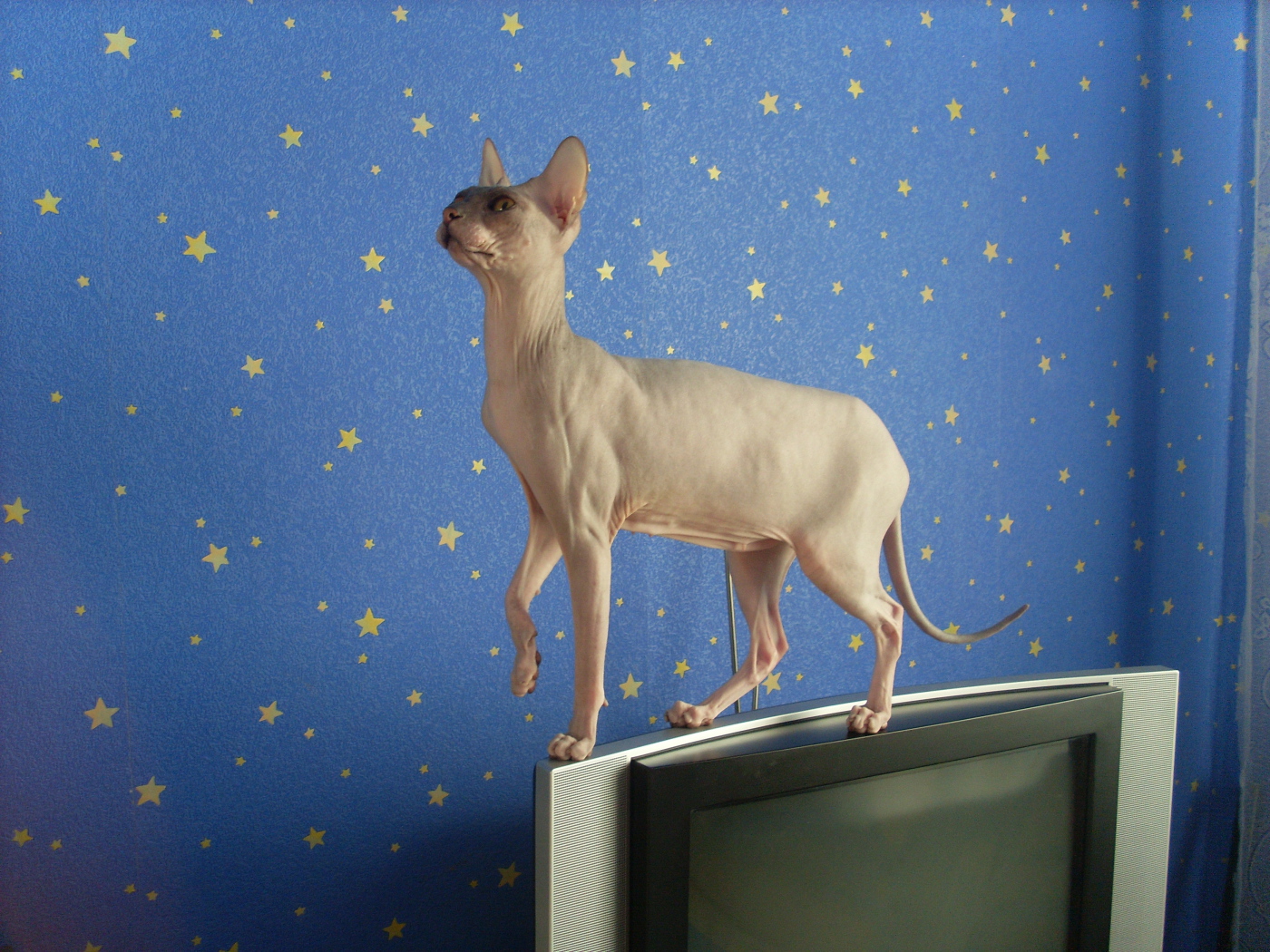 Кот сфинкс стоит на телевизоре