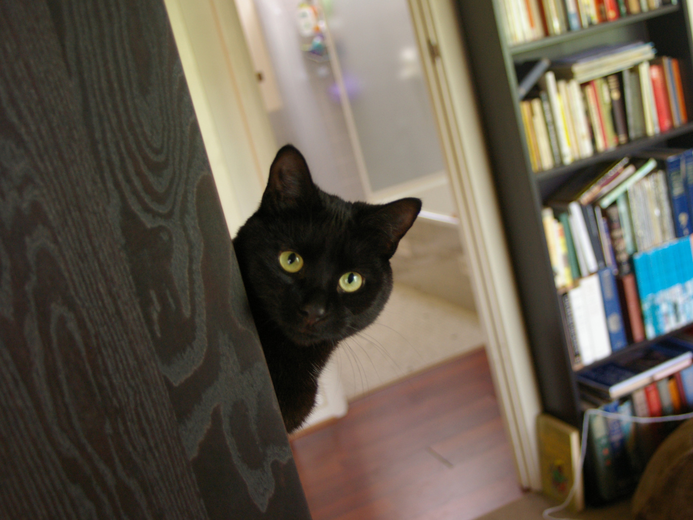 Подозрительный чёрный кот