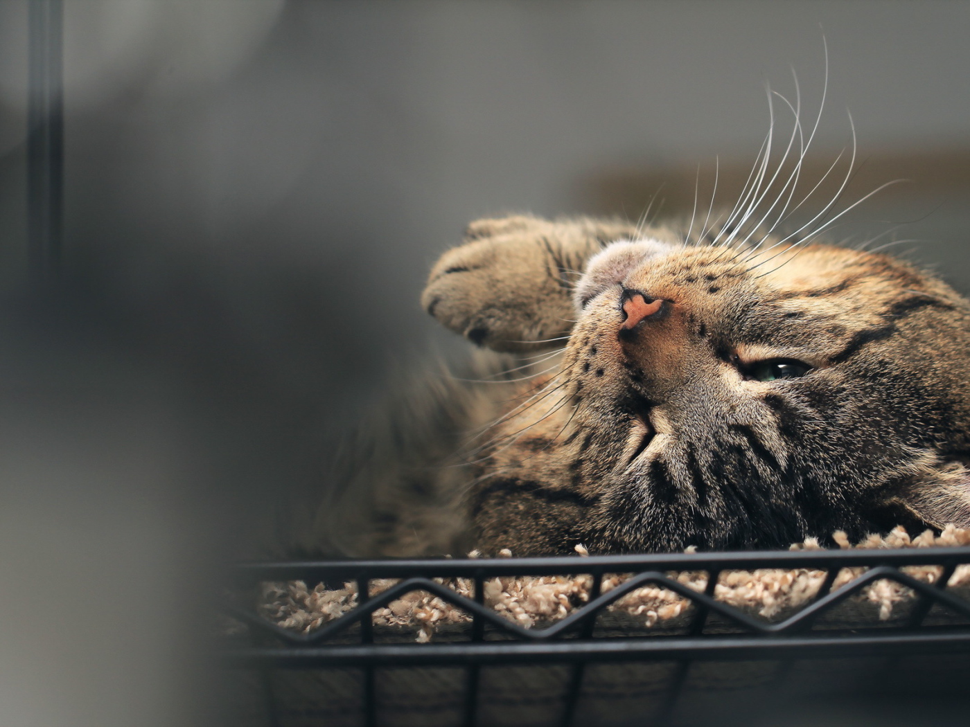 Полосатый кот нежится в постели