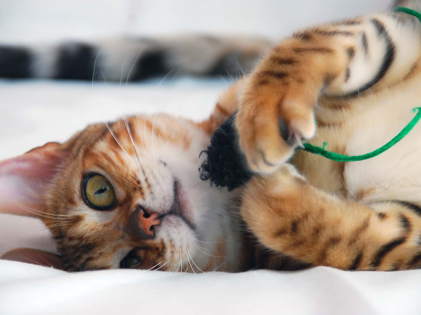 Бенгальский кот играется