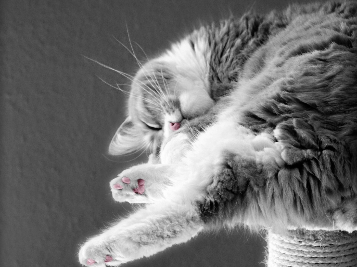 Кошка сладко спит