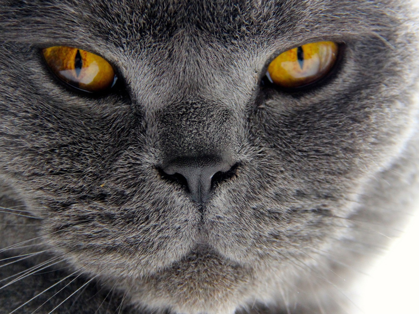 Хитрый британский кот