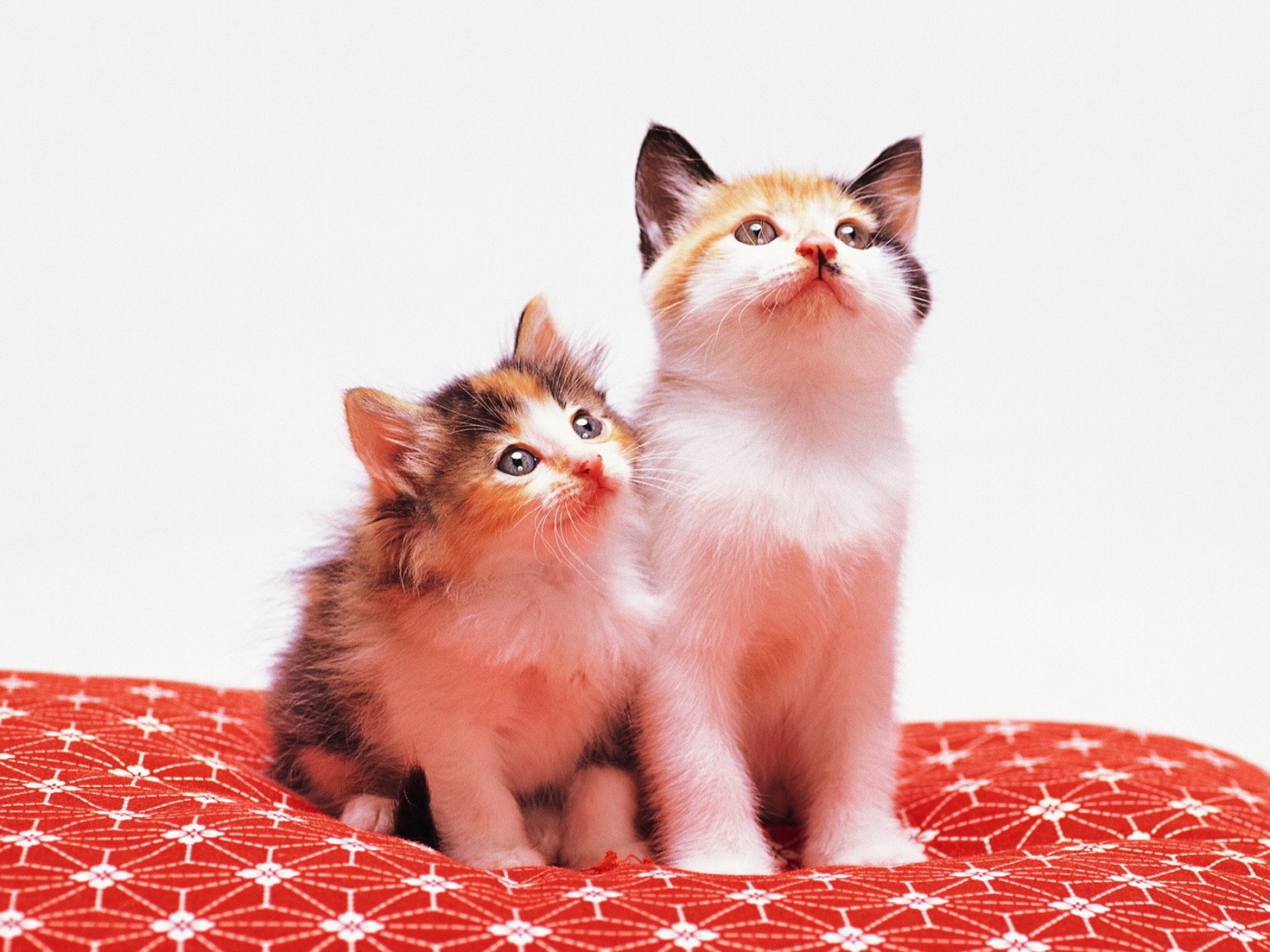 Два милых котенка