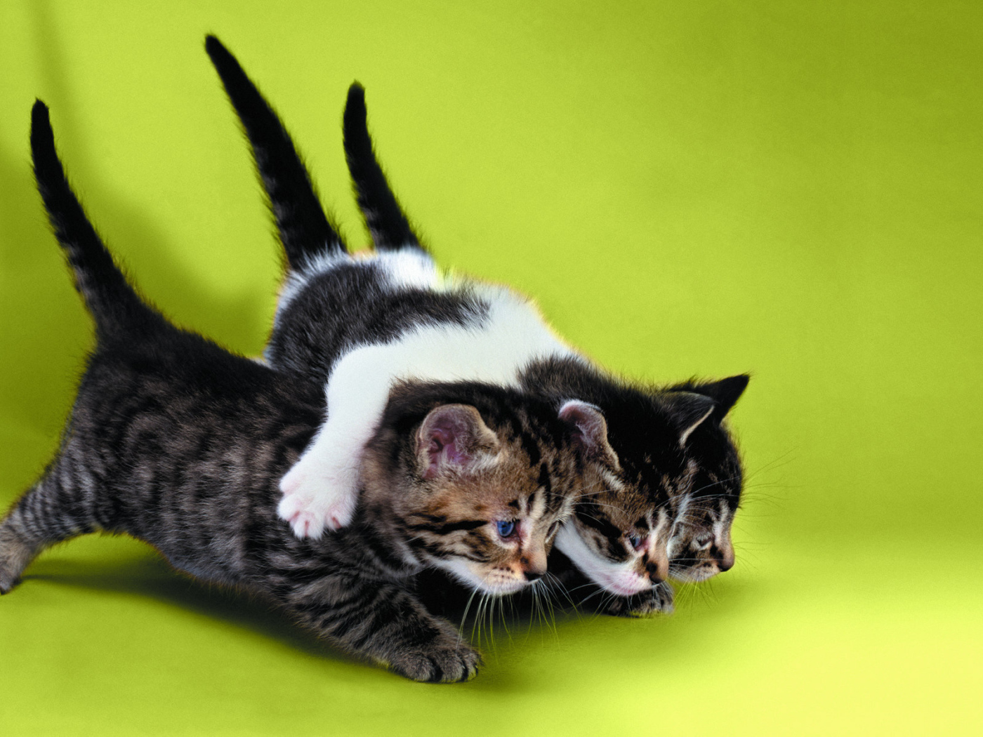 Два котёнка тащат третьего