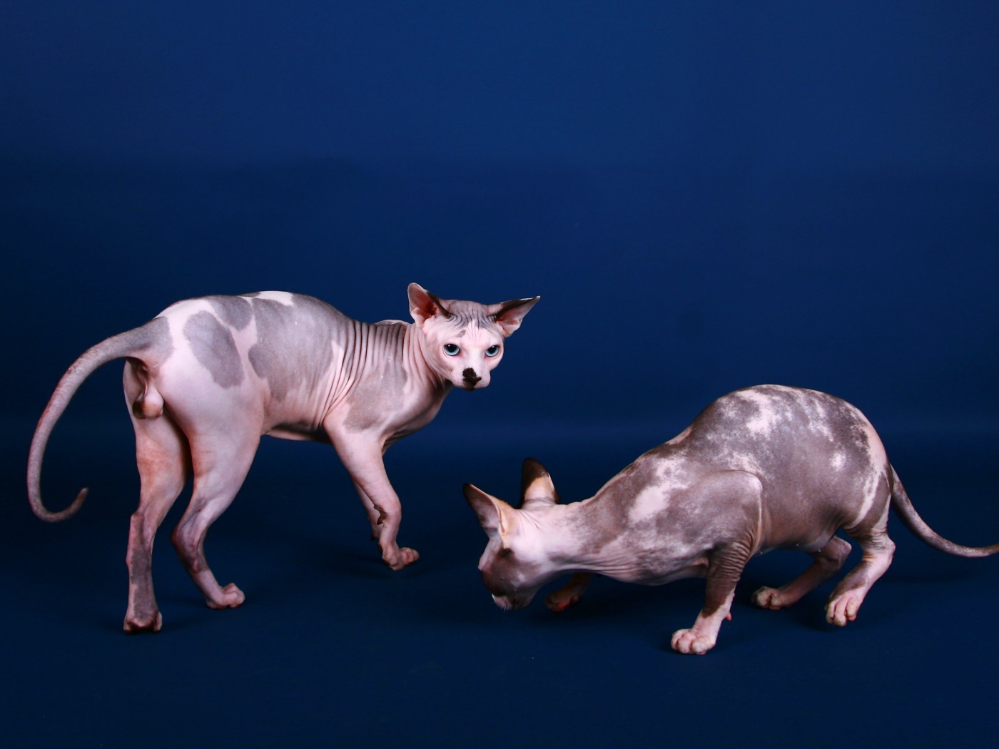 Коты сфинкс на синем фоне
