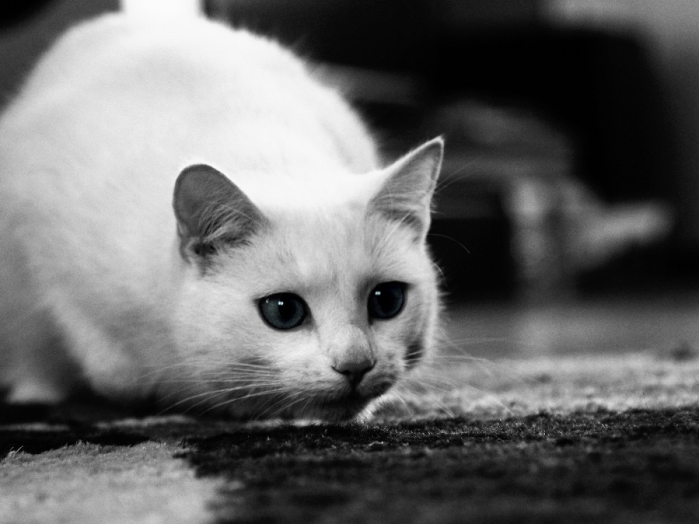 Белый кот охотится