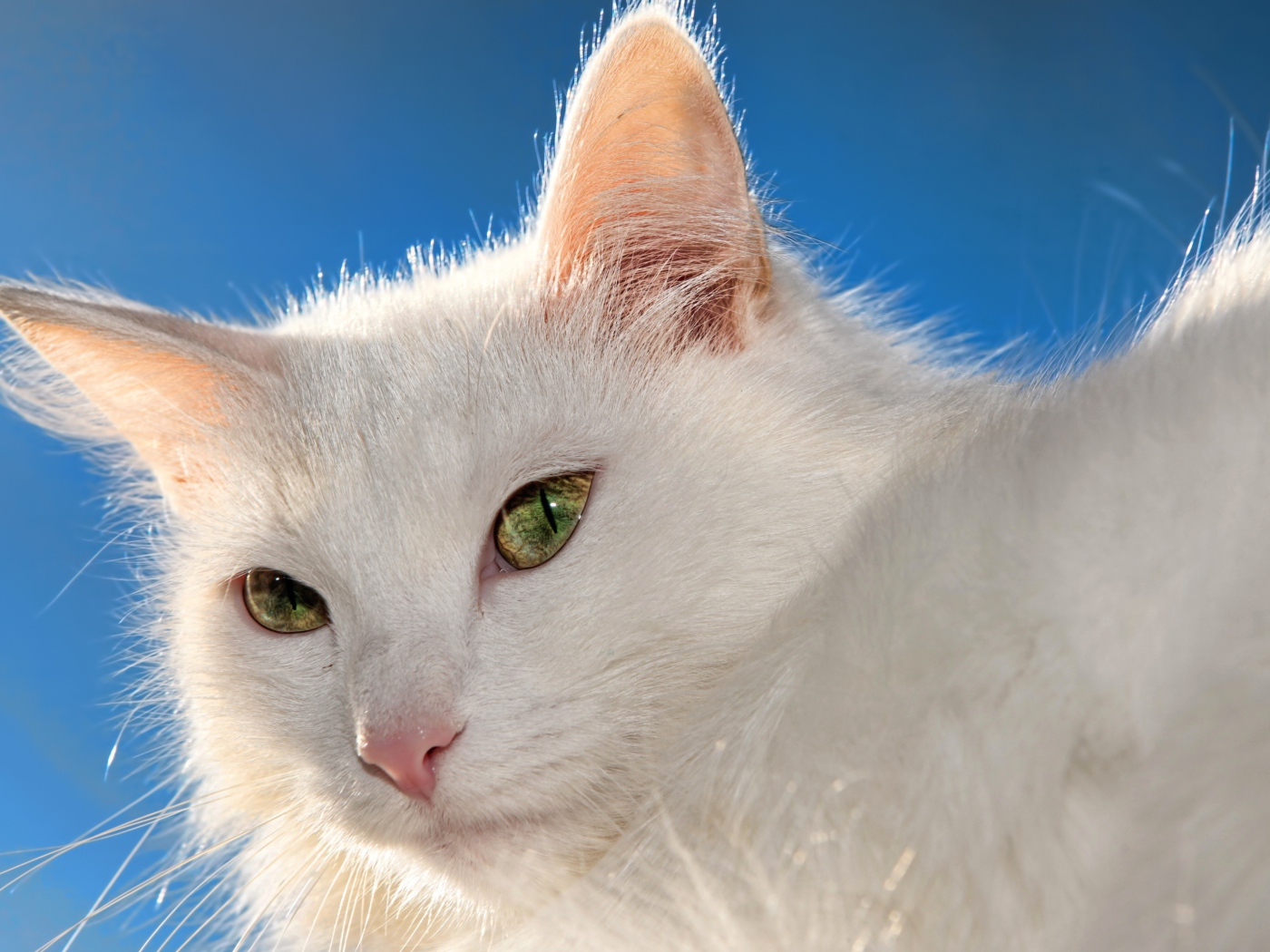 Белый кот на фоне голубого неба