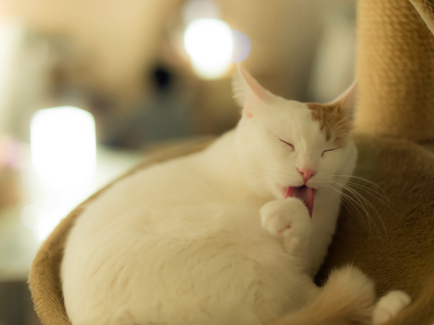 Белый кот с рыжим ухом лижет лапу