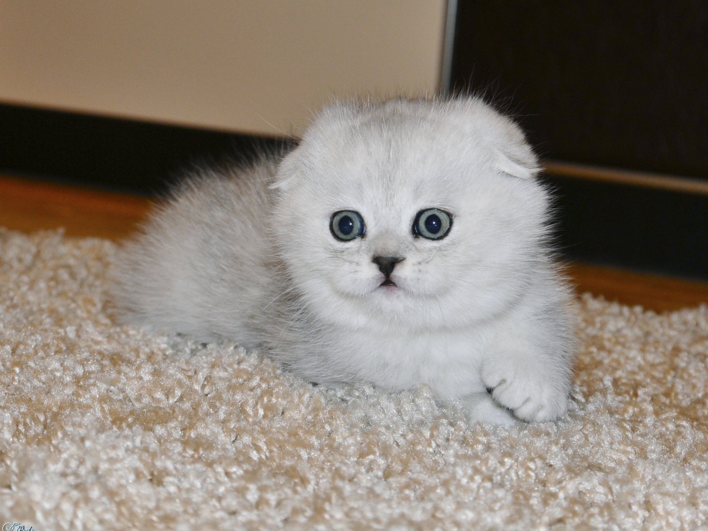 Белый маленький испуганный шотландский вислоухий кот