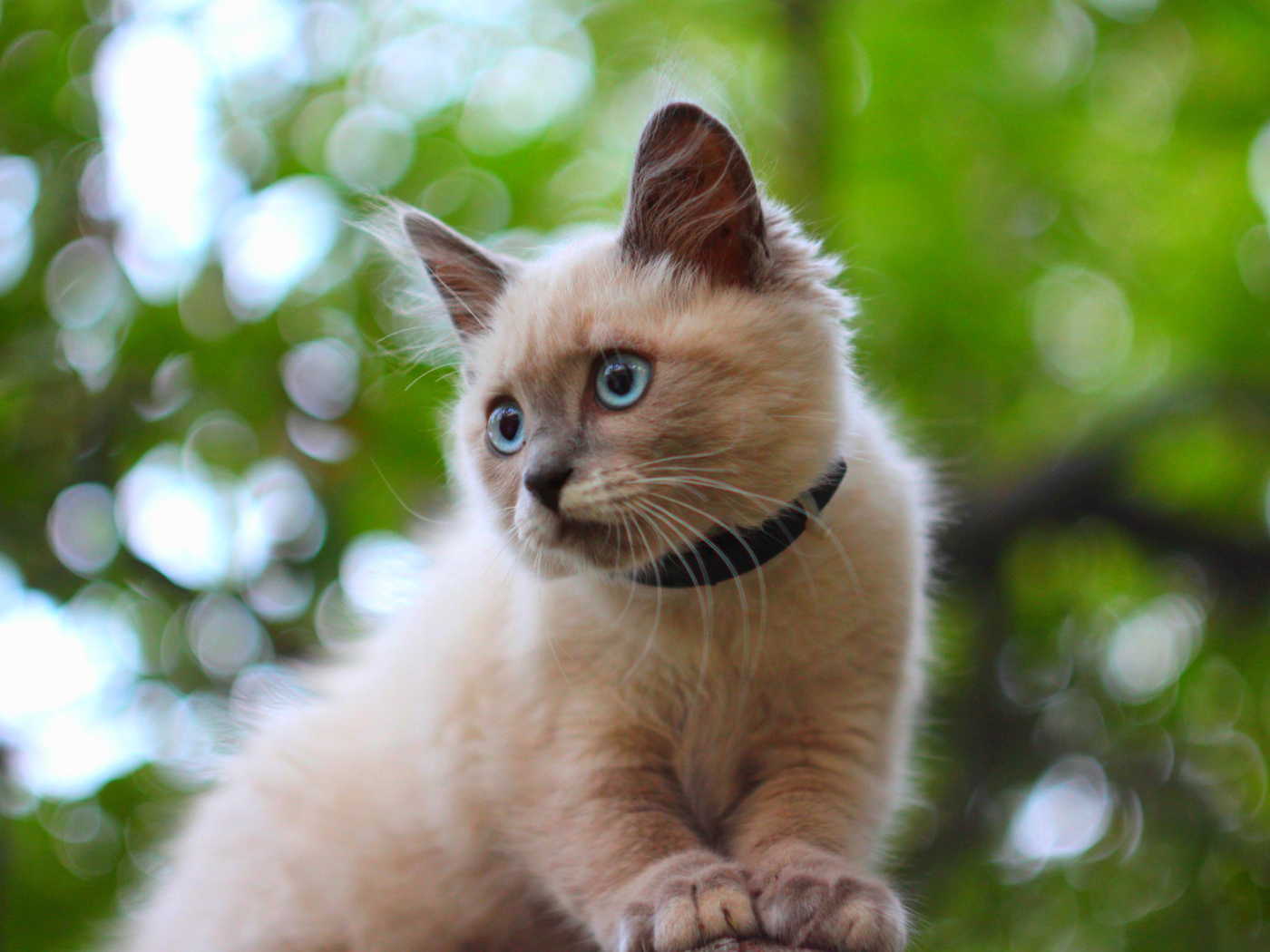 Белый маленький кот с ошейником