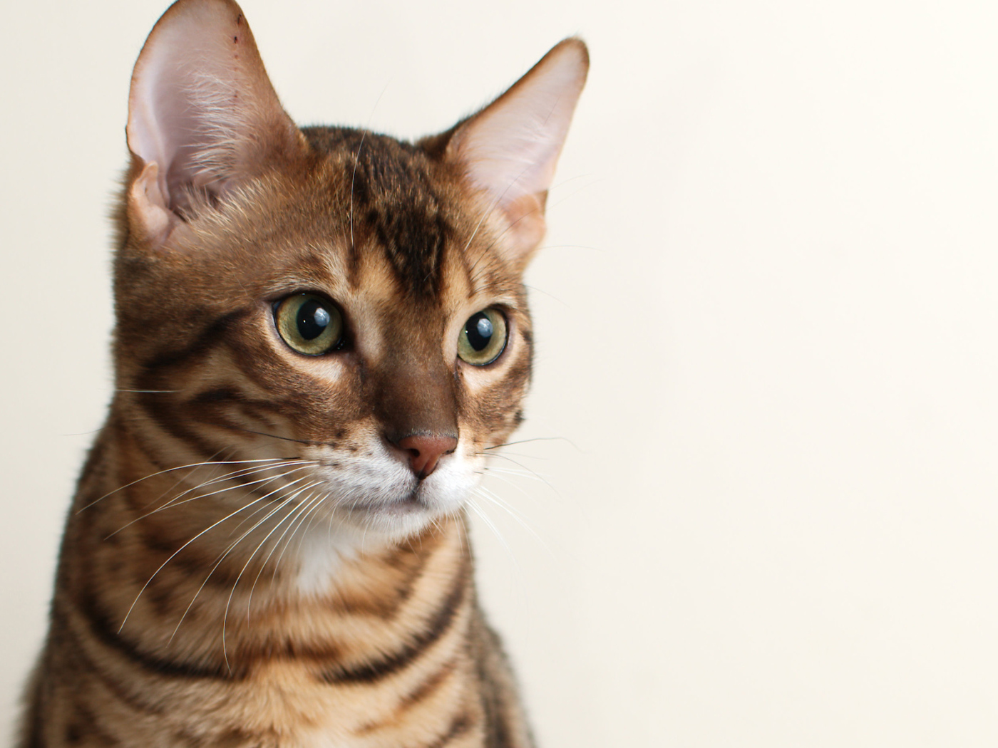 Молодой бенгальский кот на белом фоне