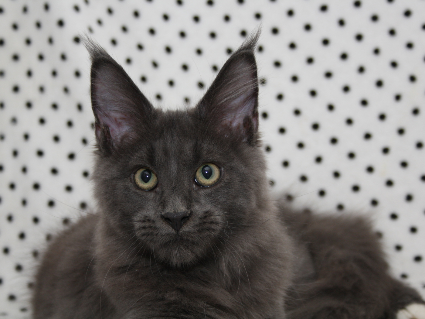 Молодой серый кот мейн-кун