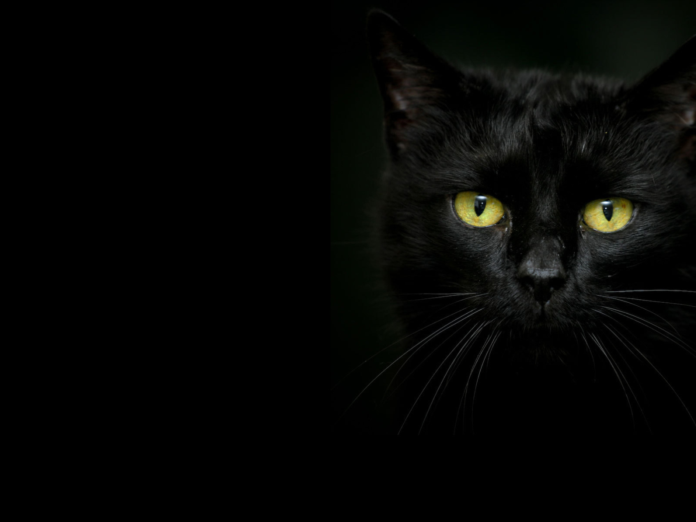 Красивый чёрный кот на тёмном фоне