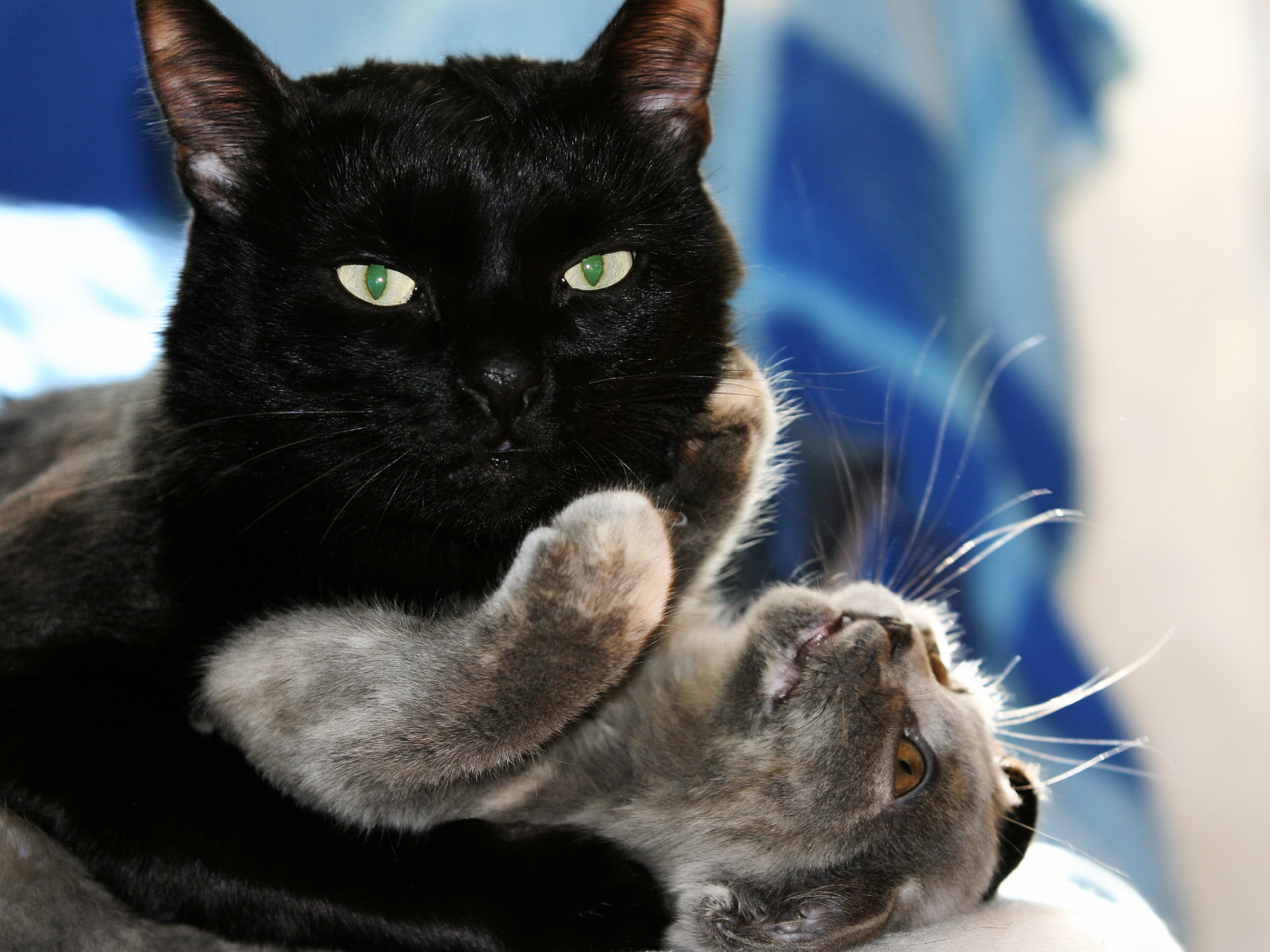 Чёрный и серый кот играют