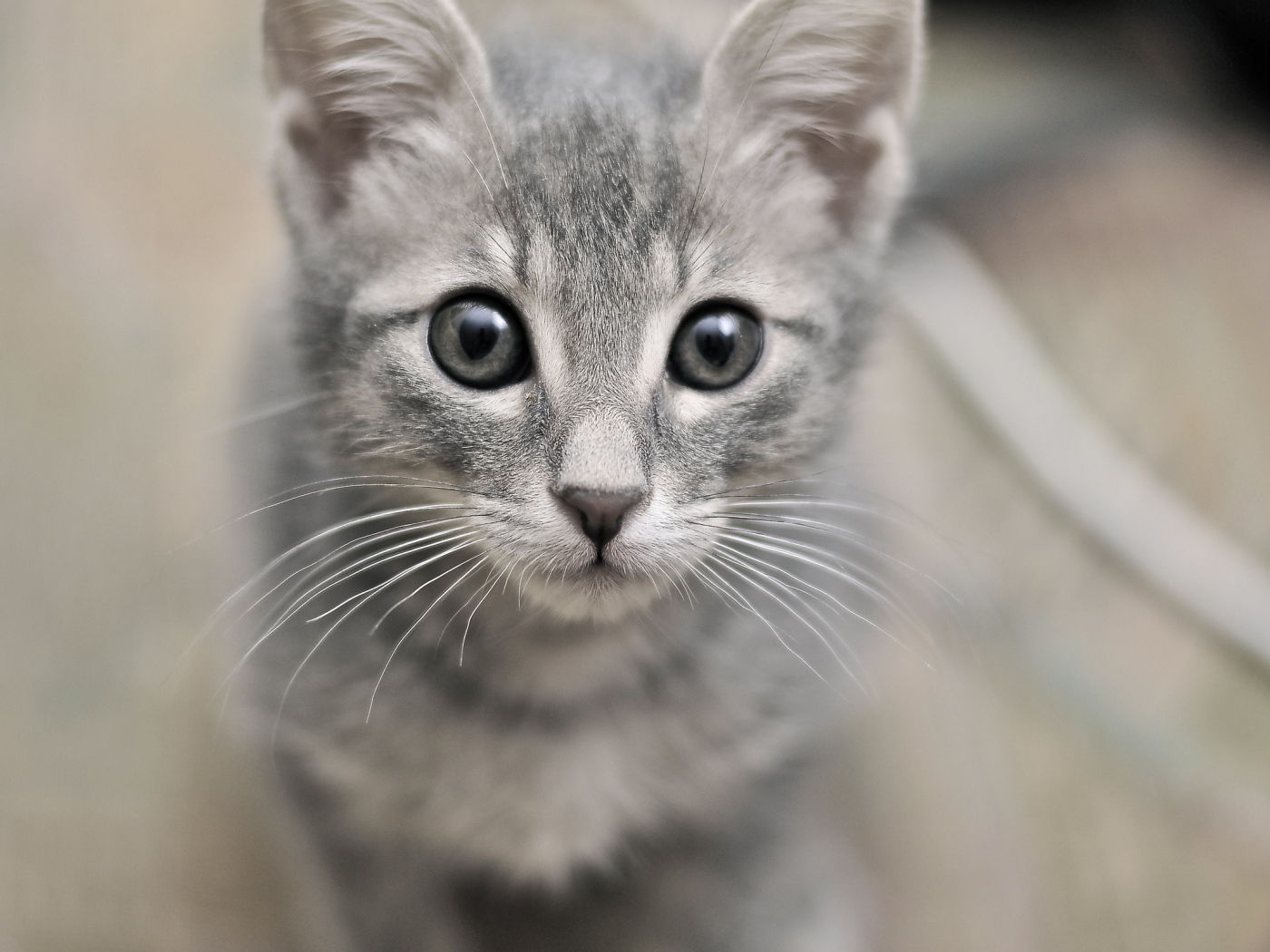 Серый милый кот с серыми глазами