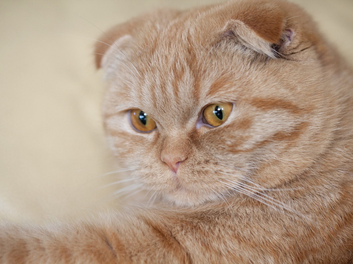 Симпатичный рыжий шотландский вислоухий кот