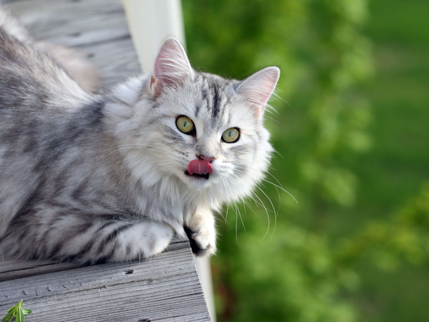 Серый пушистый кот облизался