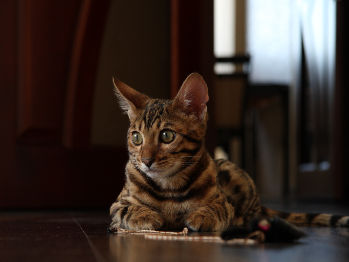 Маленький бенгальский кот лежит на полу