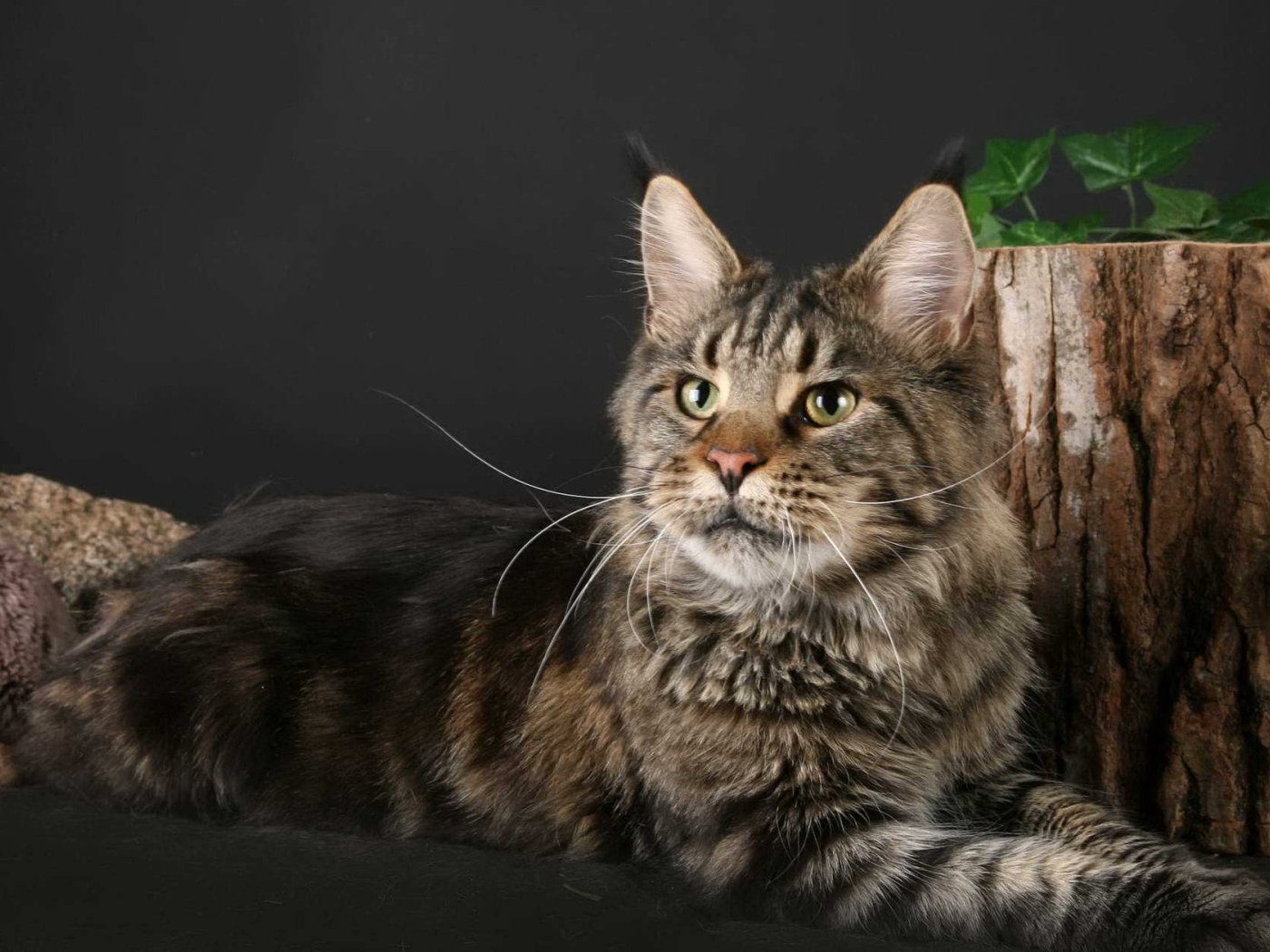 Кот Мейн-кун позирует рядом с пнём