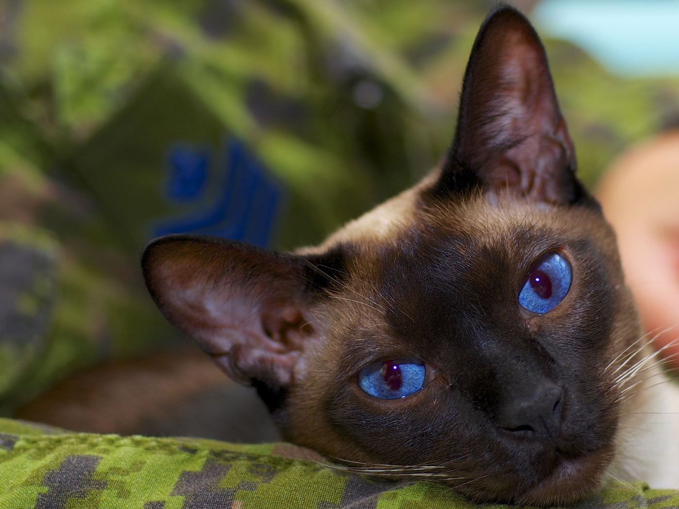 Расслабленный сиамский кот