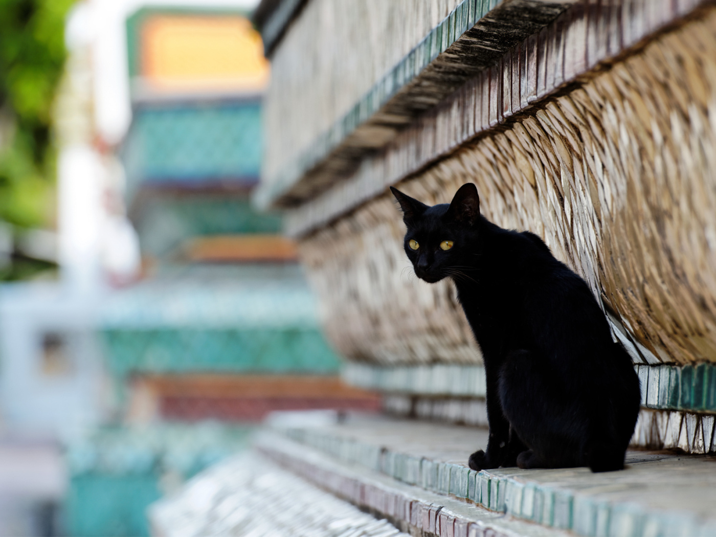 Чёрный красивый грустный кот