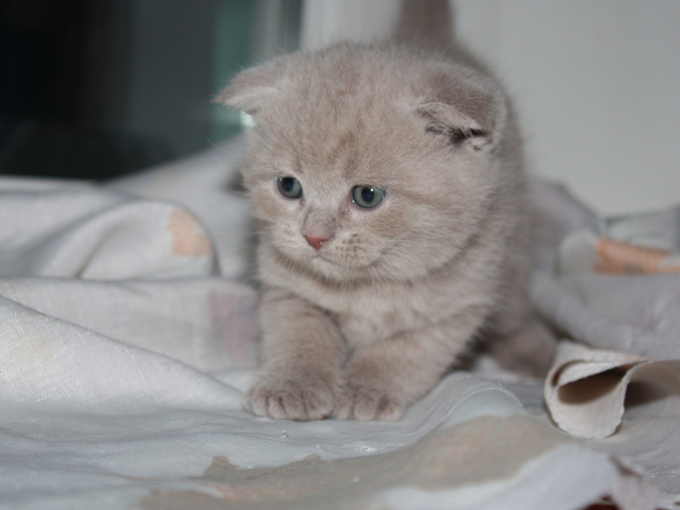 Маленький рыжий шотландский вислоухий кот