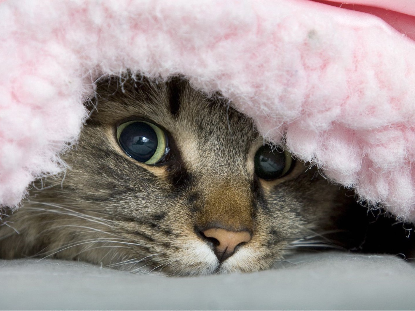 Полосатый хитрый кот