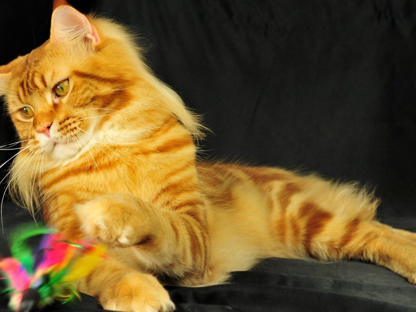 Рыжий молодой кот мейн-кун играет на чёрном фоне