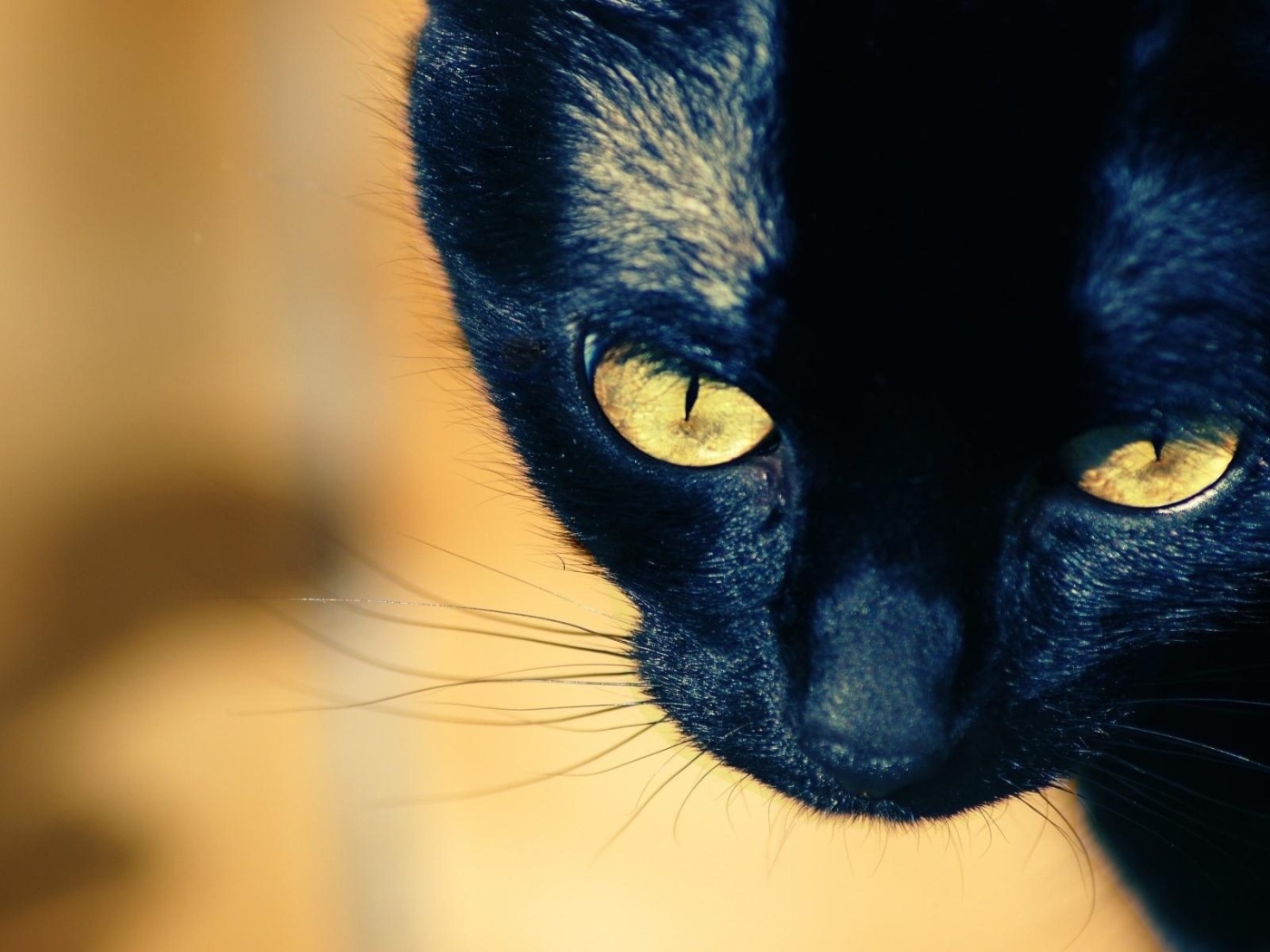 Молодой чёрный кот с жёлтыми глазами