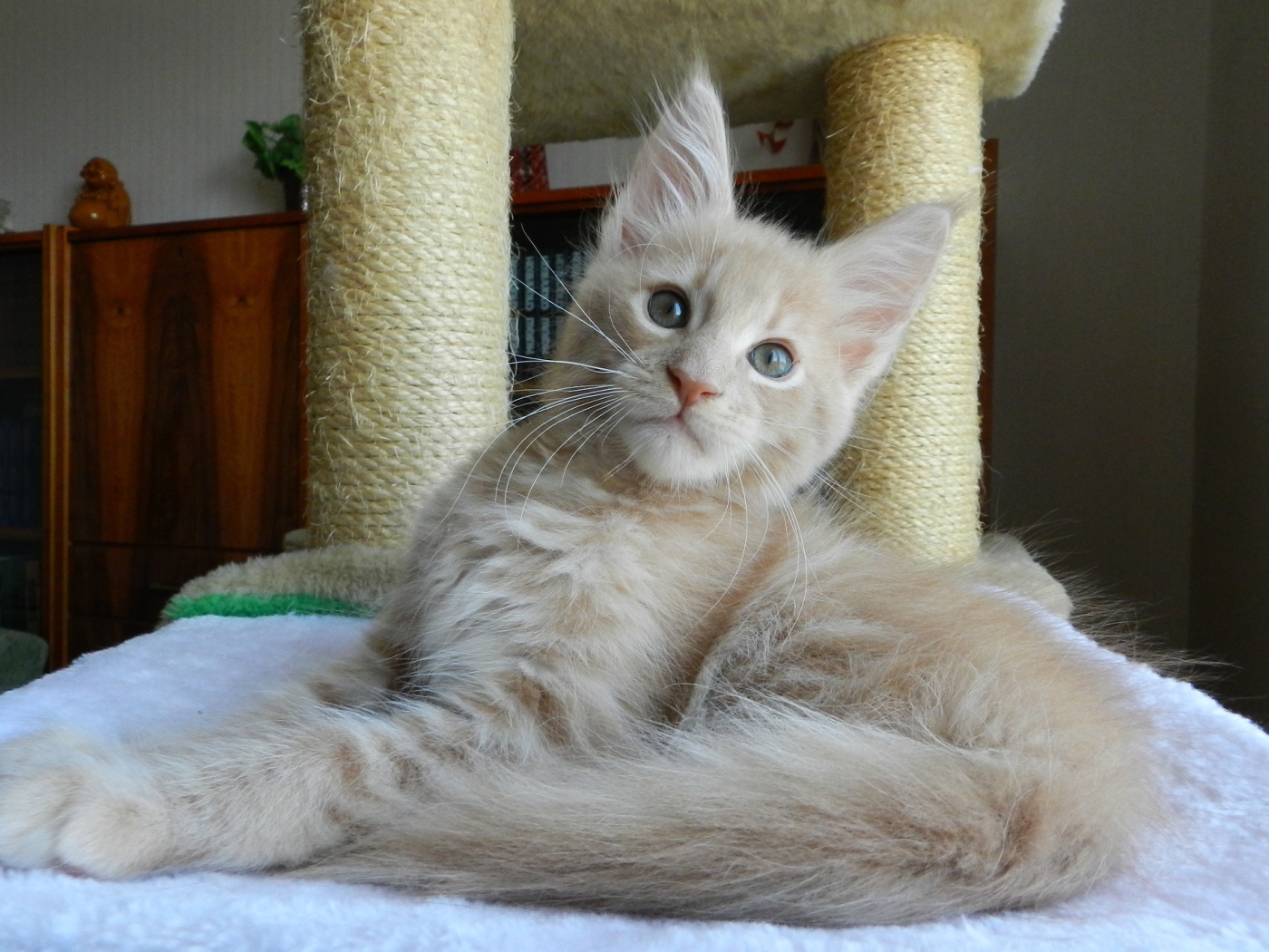 Молодой симпатичный кот мейн-кун отдыхает