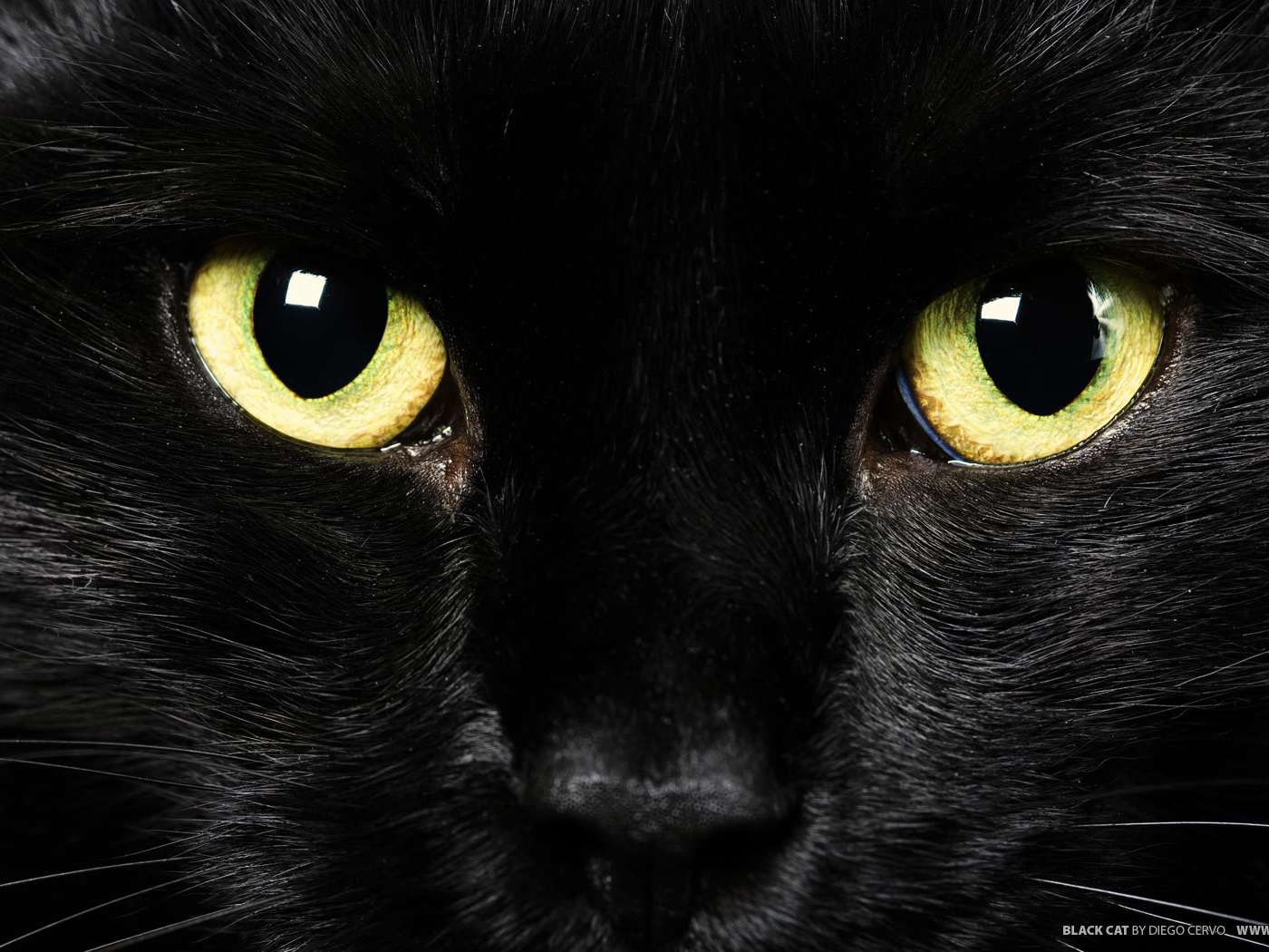 Желтые глаза черного кота