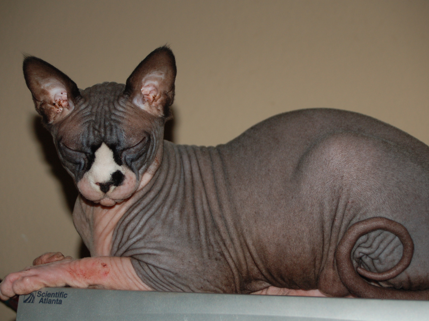 Лысая кошка сфинкс