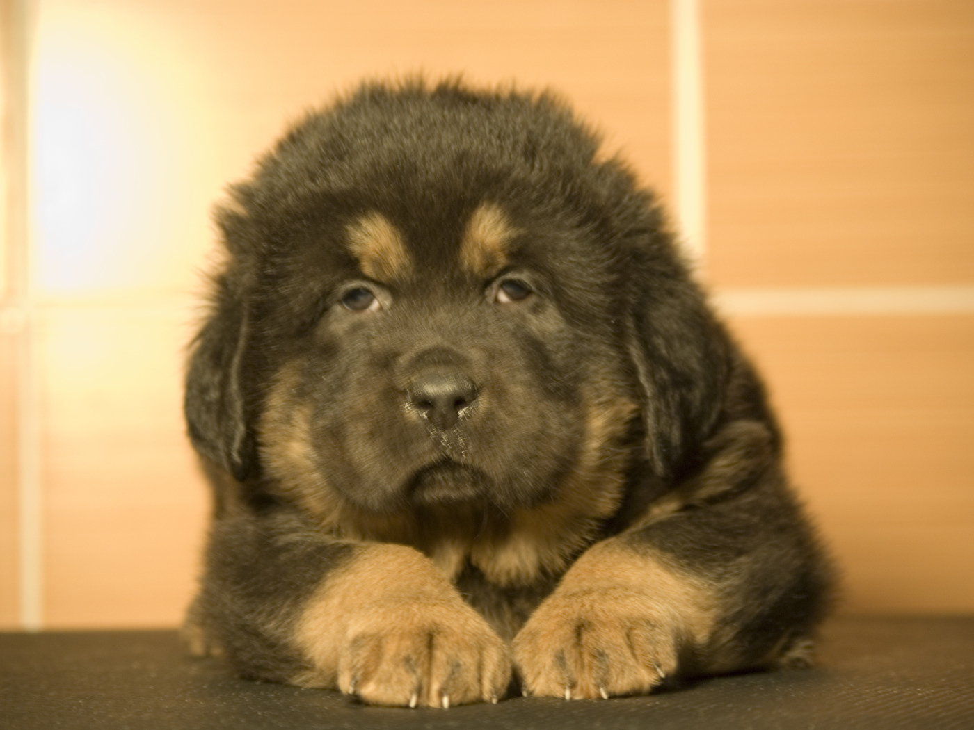 Прелестный маленький тибетский мастиф