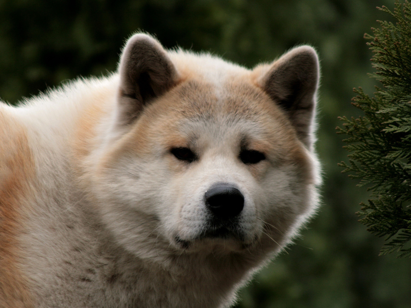 Взрослая акита-ину засмотрелась