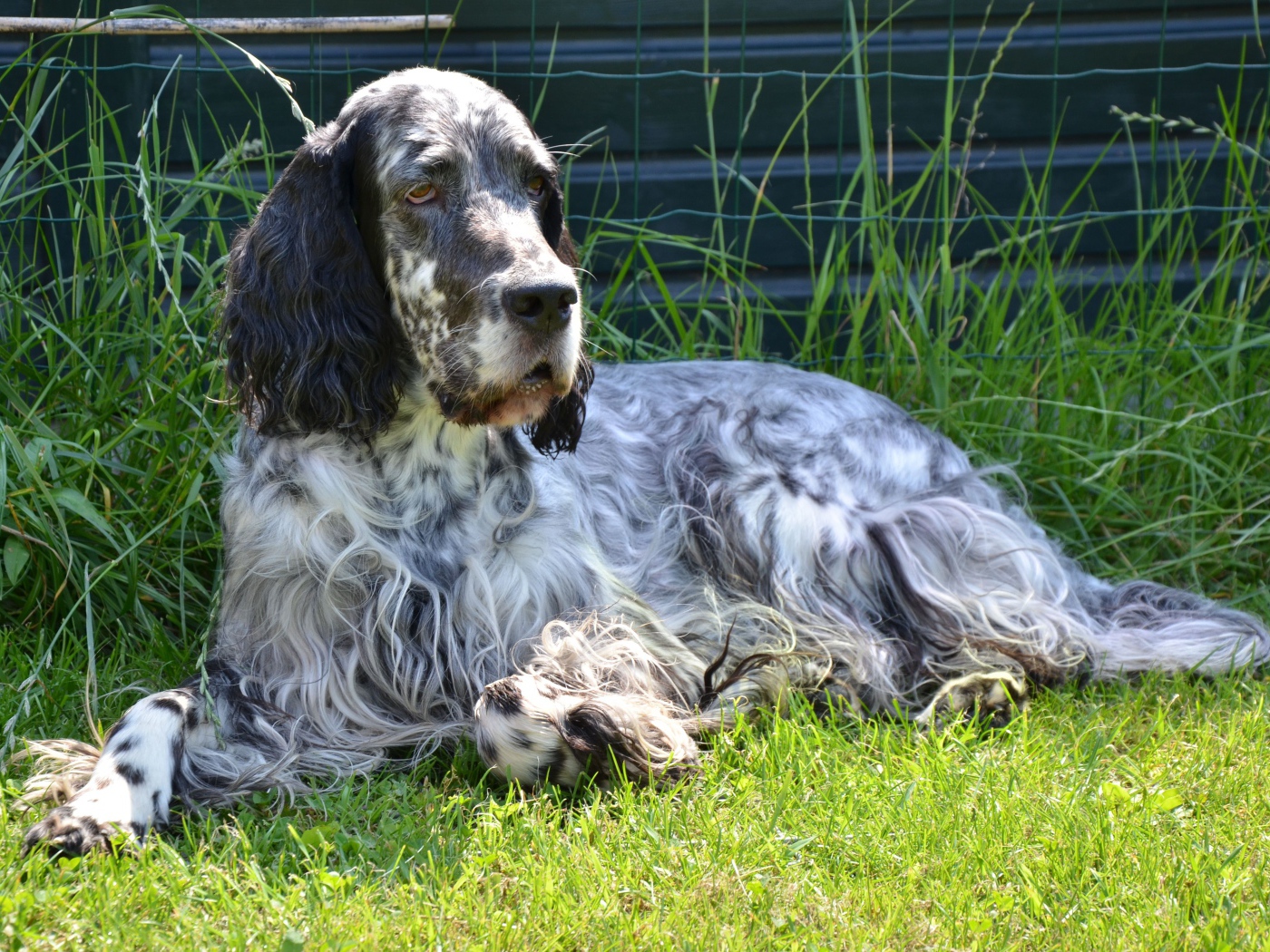 Взрослый английский сеттер